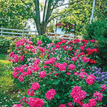 Knock Out® Pink Double Rose