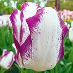 Affaire Tulip