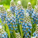 Touch of Snow Grape Hyacinth