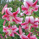 Glory of Summer Lily Tree® Collection