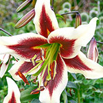 Glory of Summer Lily Tree® Collection