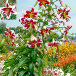 Beverly Dreams Lily Tree®
