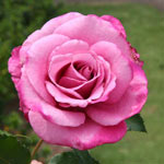 Fragrant Plum Grandiflora Rose
