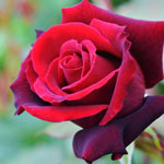 Lasting Love® Hybrid Tea Jumbo Rose