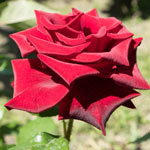 Lasting Love® Hybrid Tea Jumbo Rose