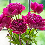 Best for Cutting Peonies
