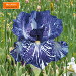 Renowned Batik Iris Collection