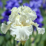 Boston Cream Bearded Iris