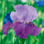 Flip Bearded Iris