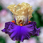 Air of Mystery Bearded Iris