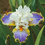 Wild Angel Bearded Iris