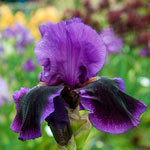 Pagan Dance Reblooming Bearded Iris