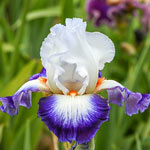 Cercle Bleu Bearded Iris