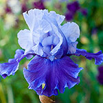 Mariposa Wizard Reblooming Bearded Iris