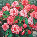 Rosebud Begonia