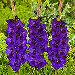Purple Flora Gladiolus