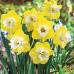 Snow Frills Daffodil