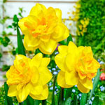 Double Sunrise Daffodil