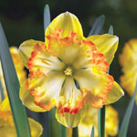 Blazing Star Daffodil