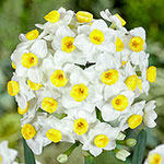 Avalanche Daffodil