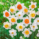 Pride & Joy Daffodil Mixture