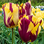 Helmar Tulip