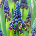 Giant Blue Grape Hyacinth