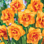 Shinto Daffodil