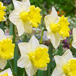 Cornish King Daffodil