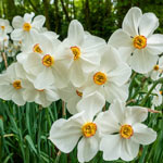 Actaea Daffodil