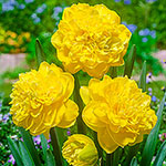 Eastertide Daffodil