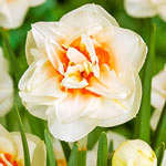 Flower-Parade Daffodil