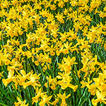 February Gold Daffodil