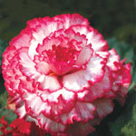 Prima Donna™ Begonia Collection