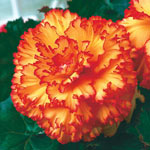 Prima Donna™ Begonia Collection
