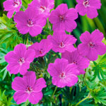 Everblooming Hardy Geranium  Collection