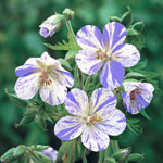 Everblooming Hardy Geranium  Collection