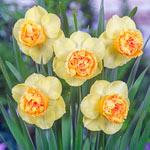 Art Perfume Daffodil