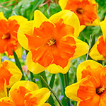 Congress Daffodil