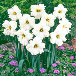 Colblanc Daffodil