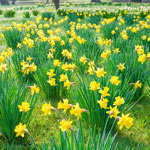 The Tenby Daffodil
