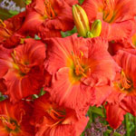 Most Popular Reblooming Daylily Collection