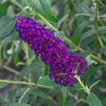 MONARCH®  Butterfly Bush Collection