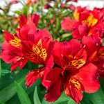 Hardy Majestic Alstroemeria Collection
