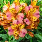 Hardy Majestic Alstroemeria Collection