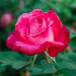 Dick Clark Grandiflora Jumbo Rose