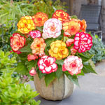 Begonias Planting and Growing Tips