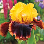 Ancient Echoes Bearded Iris