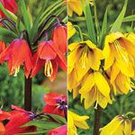 Crown Imperial Collection