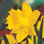 Breck's® Colossal™ Daffodil